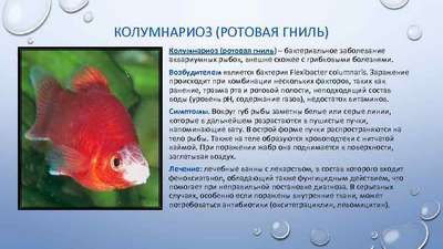 Стресс у аквариумных рыб: признаки и лечение