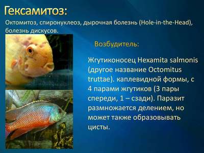 Гексамитоз (дырочная болезнь) рыб: симптомы, лечение, профилактика