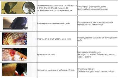 Заразные инфекционные и инвазионные болезни рыб: симптомы и лечение