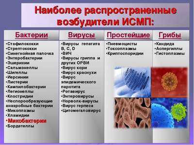 Инфекционные заболевания у члeнистоногих: вирусы, бактерии, грибки