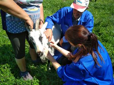Незаразные болезни у коз: симптомы, фото, лечение