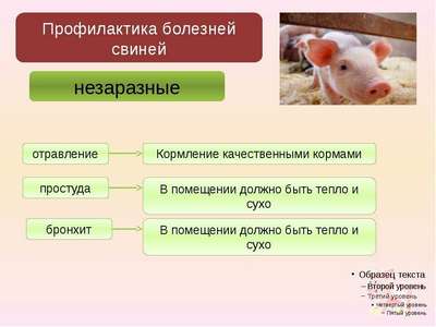 Болезни свиней: виды, симптомы, лечение и профилактика