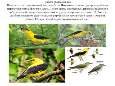 Иволга: описание птиц, виды, распостранение, фото