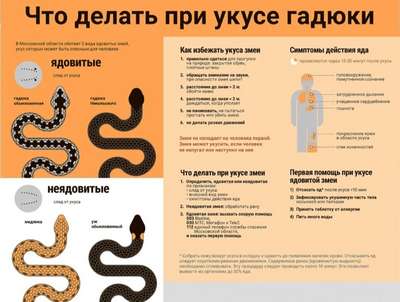 Болезни змей: виды, симптомы, лечение и профилактика