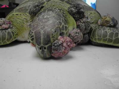 Болезни черепах: симптомы, лечение и профилактика