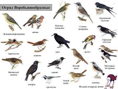 Певчие птицы: виды птиц, содержащихся в неволе