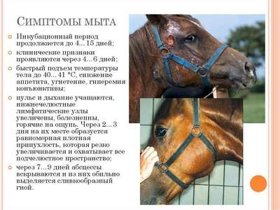 Здоровая и больная лошадь: признаки болезней, симптомы, лечение