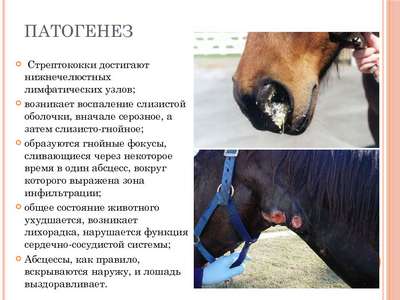Типичные заболевания лошадей: азоторея, грипп, мокрецы, колики, лишай