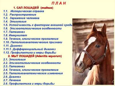 Грязевая лихорадка лошадей: симптомы, лечение, профилактика