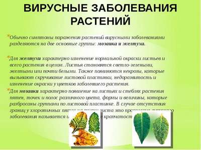 Вирусные заболевания растений: симптомы и фото