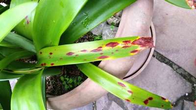 Стагоноспороз (красный ожог у растений): симптомы, лечение, профилактика