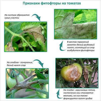 Фитофтороз (болезнь растений): симптомы, лечение и профилактика