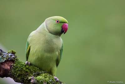 Ожереловый попугай (Ps. krameri). Описание и фото