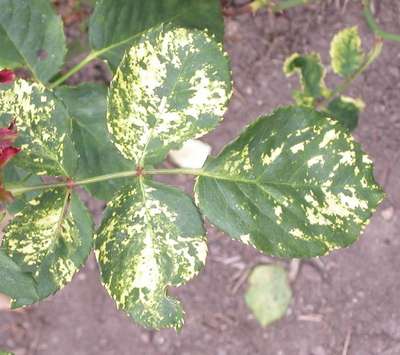 Белая мозаика (болезнь растений): симптомы, лечение и профилактика