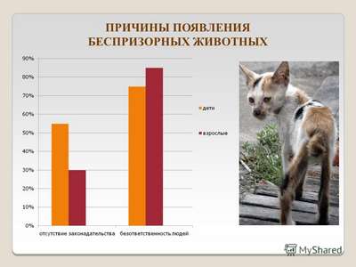 Домашние животные в статистике