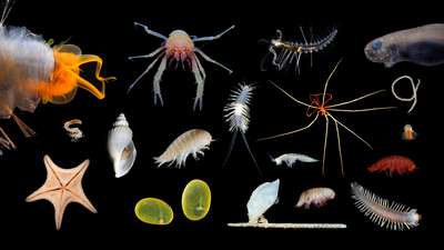 Обнаружены новые виды морской фауны