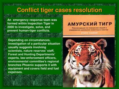 Конфликтный тигр