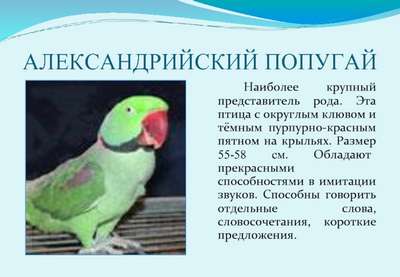 Александрийский попугай: описание, фото и общая информация
