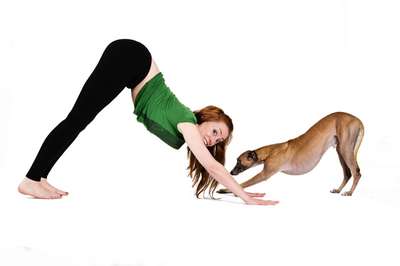 Школы йоги для собак