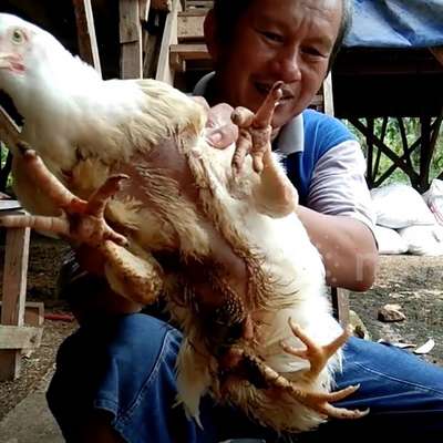 Палестинский фермер вырастил курицу с 4 лапами