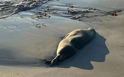 На Каспии гибнут тюлени