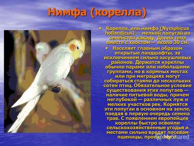 Попугай корелла или нимфа (Nymphicus hollandicus). Описание и фото