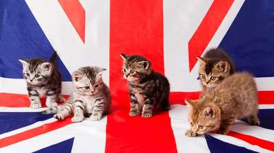 Великобритании продают "дизайнерских" кошек