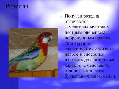 Розелла попугай: виды (пестрая, желтощекая). Описание и фото