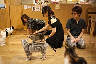 японские животные напрокат
