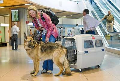 в аэропортах Америки действуют курорты для животных