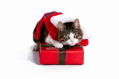 кошки тоже любят подарки