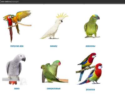 Какарики или бегающие попугайчики: Описание, название, фото