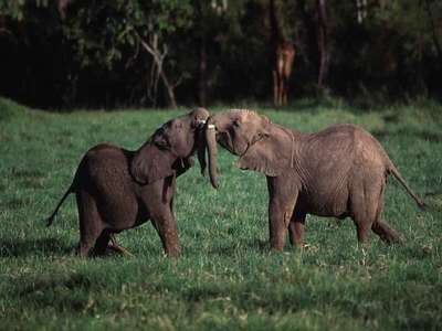 правительство Великобритании: Слоны не могут считаться домашними животными