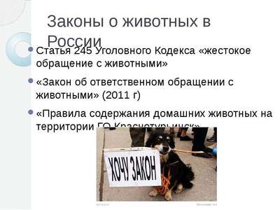 в Петербурге принят гуманный "антисобачий" закон