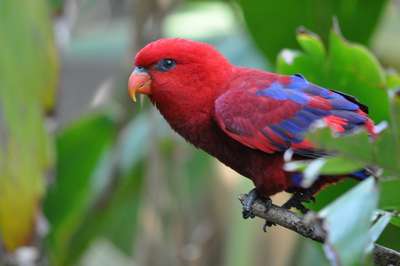 Попугай лори: лорикеты, красный и темный лори, широкохвостые и др.