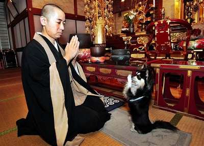 кошки и собаки заполонили буддистcкие монастыри
