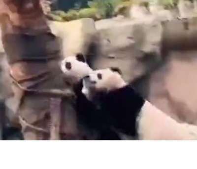 панды не пострадали от землетрясения в провинции Сычуань