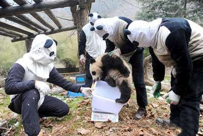 гигантские панды проходят реабилитационный период в Волун