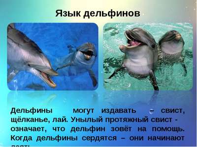 Новорожденные дельфины узнают матерей по свисту