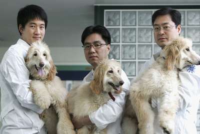 корейцы клонировали домашнюю собаку