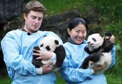 в японском зоопарке родилась панда