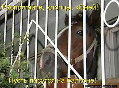 в многоэтажке Казани поселили коня