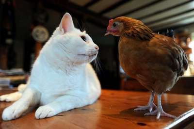 жизненные невзгоды сделали кота и курицу лучшими друзьями