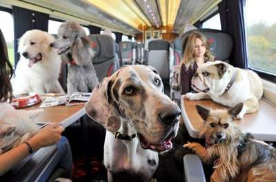 собаки смогут путешествовать на поездах Италии