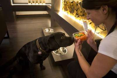В Германии открылась бесплатная столовая для собак