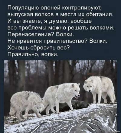 в Литве растет популяция волков