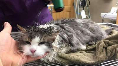в США ветеринары пришили кошке оторванную вентилятором морду