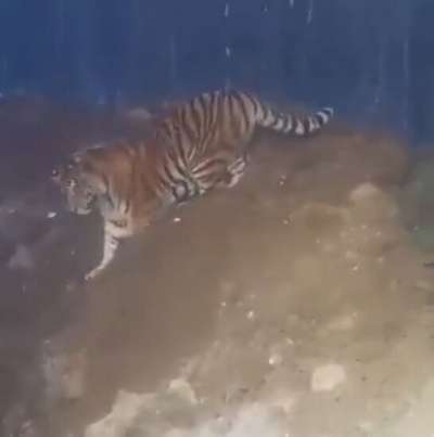 осиротевшие тигрята «гуляют» возле Преображения (Приморье)