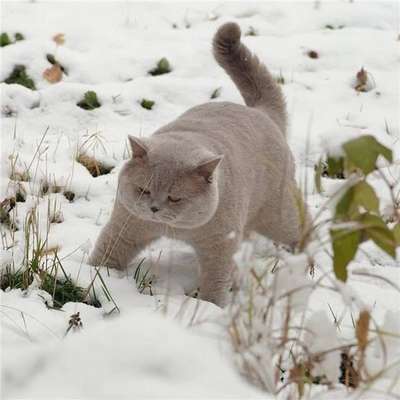 британские животные радуются снегу
