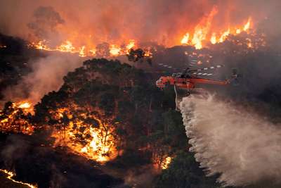 австралийские пожары - угроза бандикутам